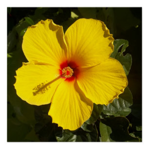 Gele Hibiscus Bloemwaarde Perfect Poster