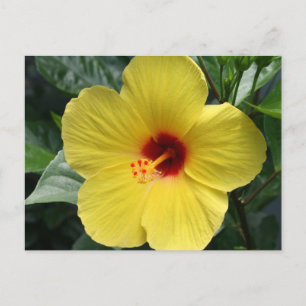 Gele Hibiscus Briefkaart