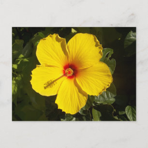 Gele Hibiscus Flower Briefkaart