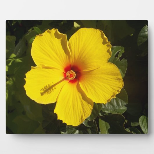 Gele Hibiscus Flower Fotoplaat (Voorkant)
