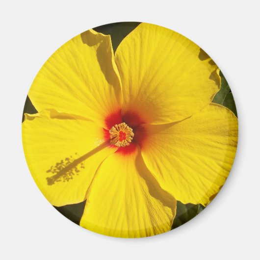 Gele Hibiscus Flower Magneet (Voorkant)