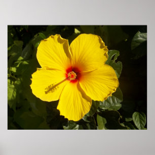 Gele Hibiscus Flower Poster