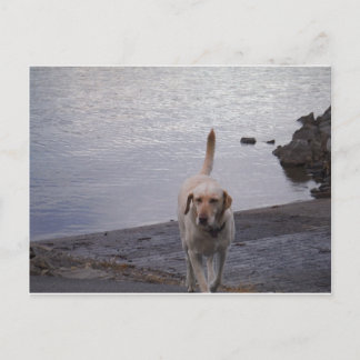 Gele hond op dock gele labrador briefkaart