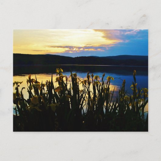 Gele Iris aan de kust van het Arrowidenmeer Briefkaart (Voorkant)