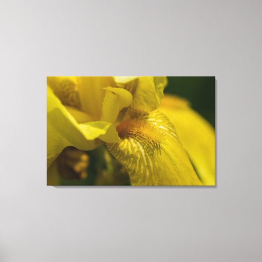Gele Iris Beard Canvas Afdruk (Voorkant)