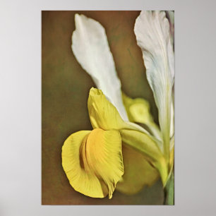 Gele Iris Flower Photographic Art afdrukken Poster