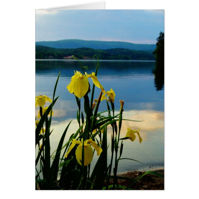 Gele Iris op Lake Shore (Voorkant)