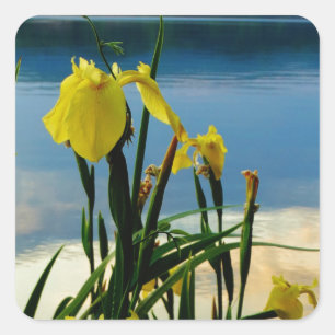 Gele Iris op Lake Shore Vierkante Sticker