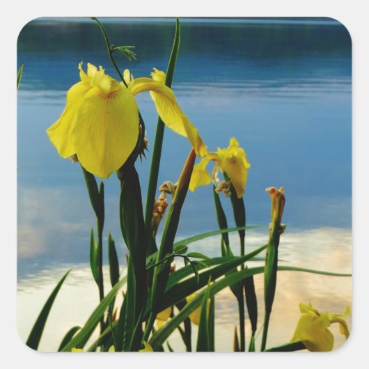 Gele Iris op Lake Shore Vierkante Sticker (Voorkant)