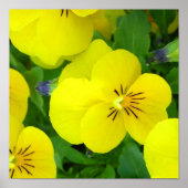 Gele Johnny Jump Up Poster Print (Voorkant)