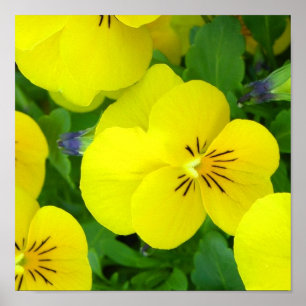 Gele Johnny Jump Up Poster Print