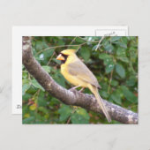 Gele kardinaal briefkaart (Voorkant / Achterkant)