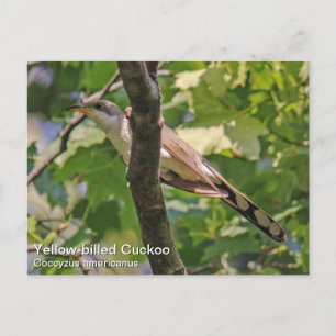 Gele koekoek briefkaart