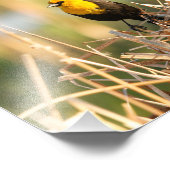 Gele kopvogel foto afdruk (Hoek)