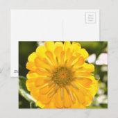 Gele kosmo, gele maaltijd, gele bloem briefkaart (Voorkant / Achterkant)