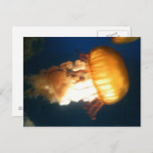 Gele kwal briefkaart (Voorkant / Achterkant)