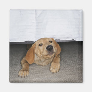 Gele labpuppy onder bed magneet