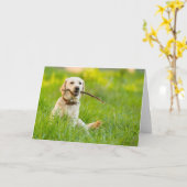 Gele labrador bespeelt zich op een stok kaart (Gele Bloem)