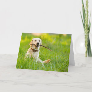 Gele labrador bespeelt zich op een stok kaart