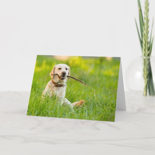 Gele labrador bespeelt zich op een stok kaart (Voorkant)