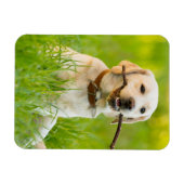 Gele labrador bespeelt zich op een stok magneet (Horizontaal)