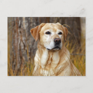 gele labrador briefkaart