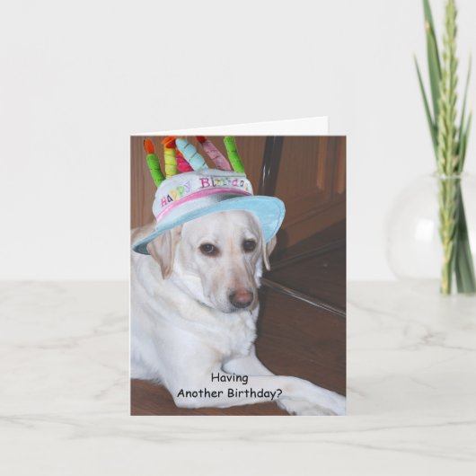 Gele Labrador in het Pet van de Verjaardag Kaart (Voorkant)