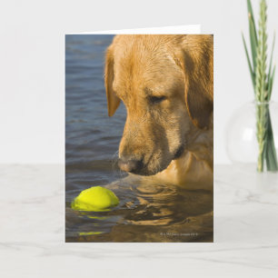Gele labrador met tennisbal in het water kaart