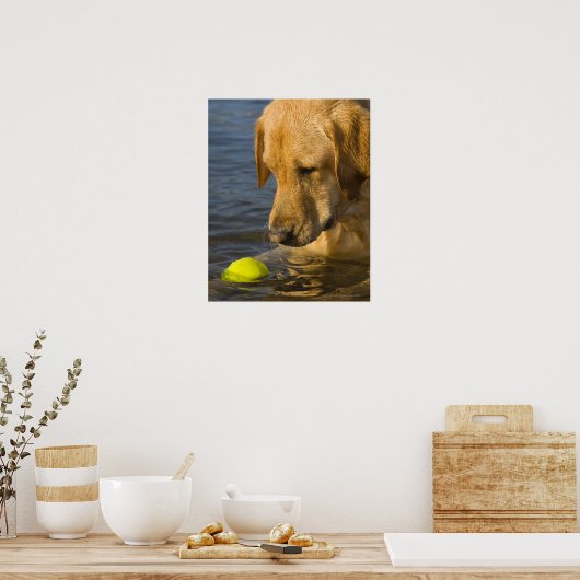 Gele labrador met tennisbal in het water poster (Keuken)