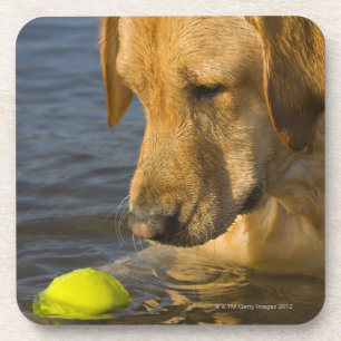 Gele labrador met tennisbal in water onderzetter