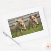 Gele labrador Puppies die lopen Rechthoekige Sticker (Envelop)