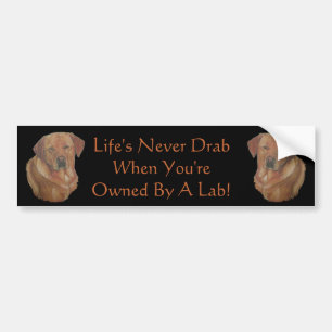 gele labrador reteiver dog portret leuze bumpersticker