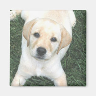 Gele Labrador Retriever ijskast magneet
