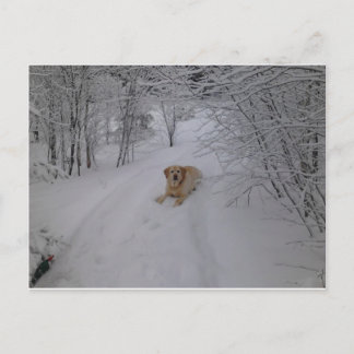 Gele labrador Retriever Lying in Fresh Winter Sn Briefkaart