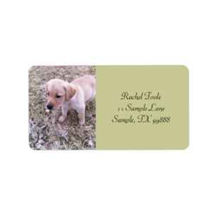 Gele Labrador Retriever Puppy Adresetiketten Etiket