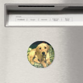 gele labrador retriever puppy magneet (Insitu (Vaatwasser))