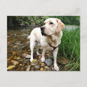 Gele labrador Retriever State Pose Briefkaart