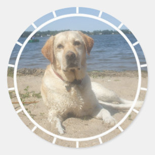 Gele labrador Retriever-stickers Ronde Sticker