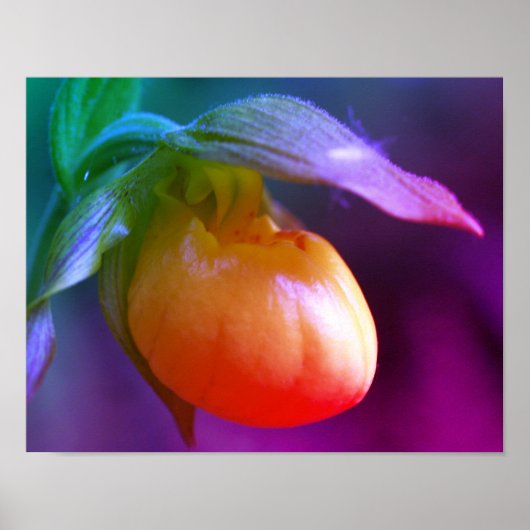 Gele Lady Slipper Orchidee Bloem Getint Poster (Voorkant)