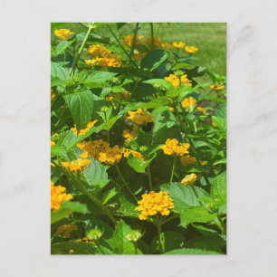 Gele Lantana Bloesems en Bestuiver Briefkaart