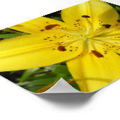 Gele lelie poster (Hoek)