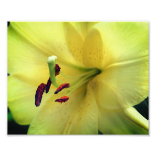 Gele leliebloem van dichtbij 8x10 foto afdruk