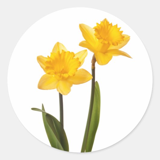 Gele Lente Daffodils op Wit Ronde Sticker (Voorkant)
