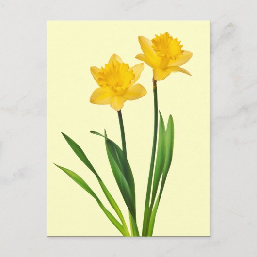 Gele lentesaffodils - Sjabloon van Daffodil Briefkaart (Voorkant)