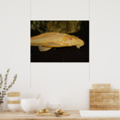 Gele leopard Sailfin Pleco Poster (Keuken)