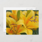 Gele lillie briefkaart (Voorkant / Achterkant)