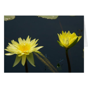 Gele Lotus Waterlilies Kaart