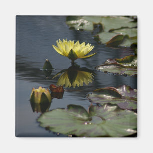 Gele Lotus Waterlilies magnet Magneet
