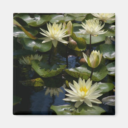 Gele Lotus Waterlilies Magnet Magneet (Voorkant)