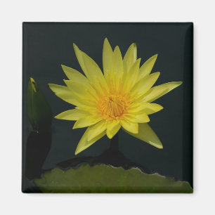 Gele Lotus Waterlilies magnet Magneet